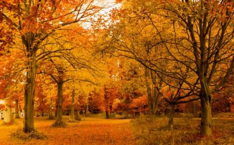 Autumn Trees