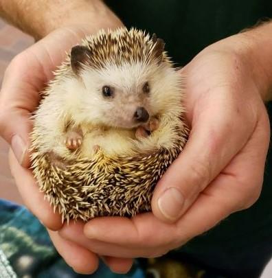 eyes of the wild hedgehog