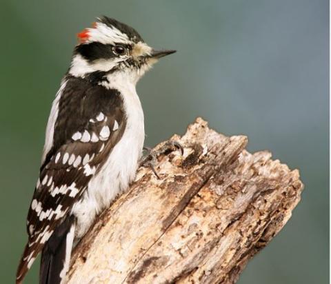 downy woodpecker