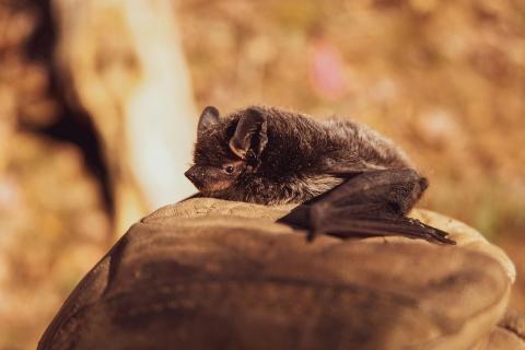 bat