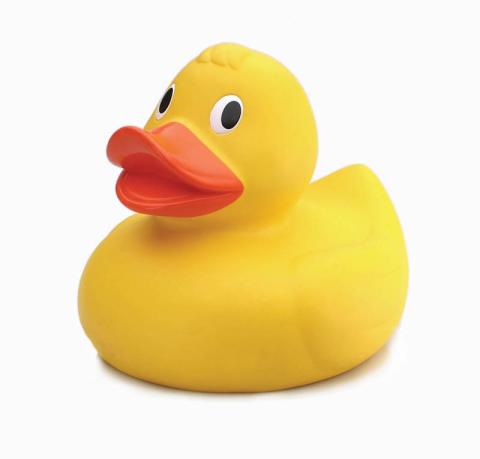 duck