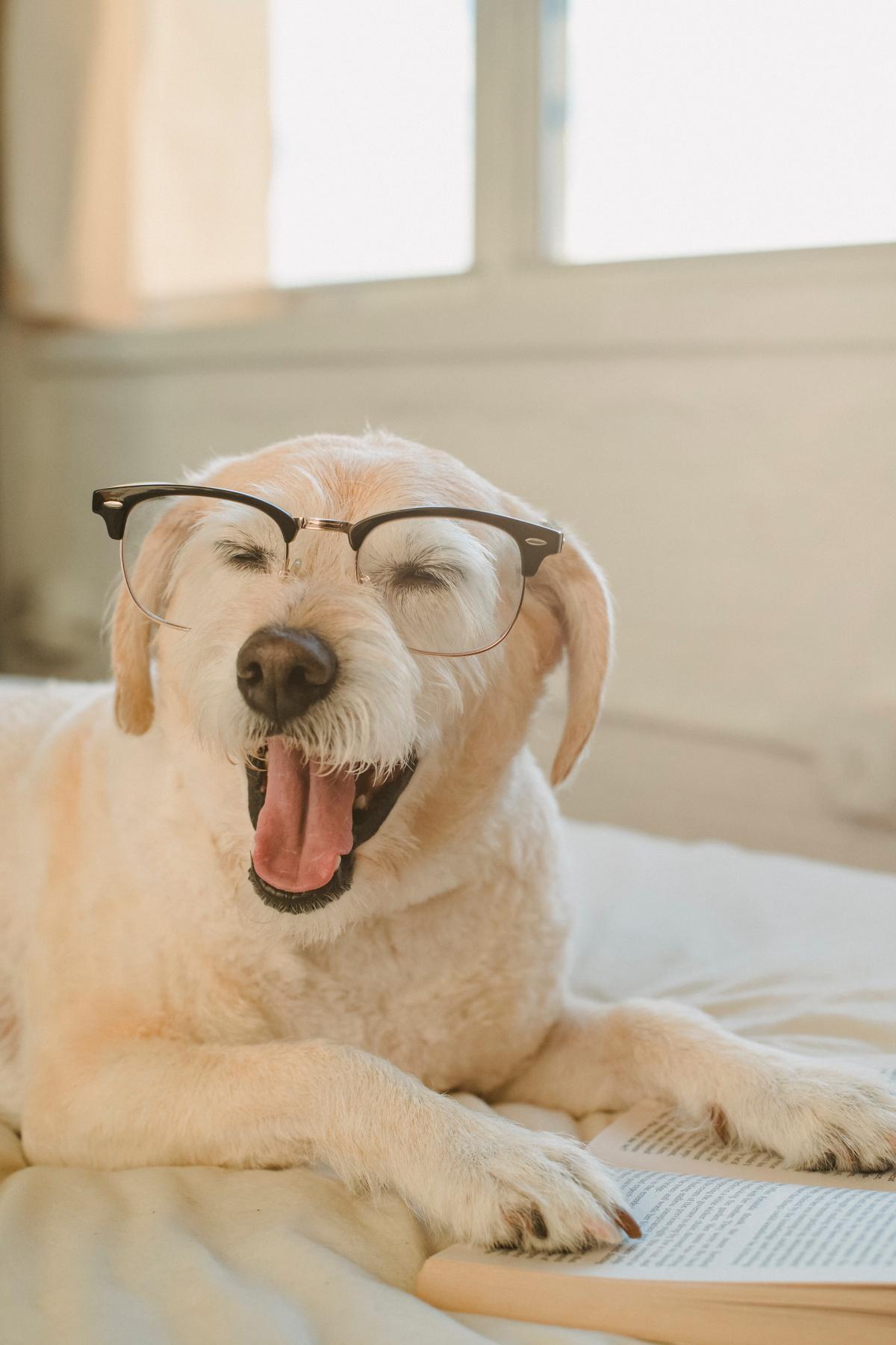 Dog Reading