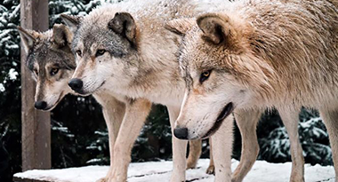 howling woods wolf dogs