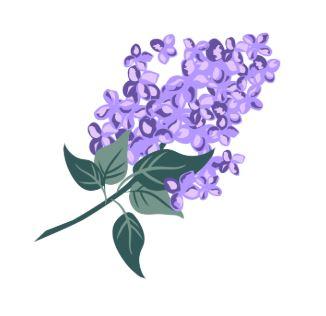 Lilacs